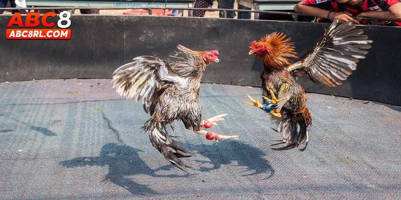 Cách thức chơi đá gà cựa sắt tại ABC8 Cách thức chơi đá gà cựa sắt tại ABC8