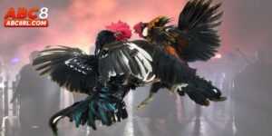 Điểm mạnh mà đá gà C1 ABC8 mang lại cho người chơi