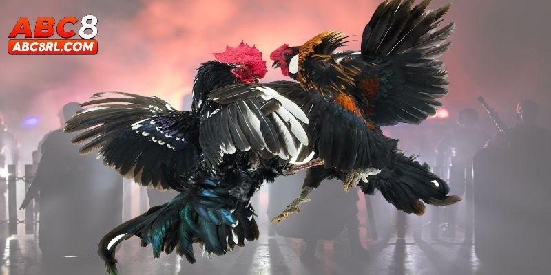 Điểm mạnh mà đá gà C1 ABC8 mang lại cho người chơi Điểm mạnh mà đá gà C1 ABC8 mang lại cho người chơi