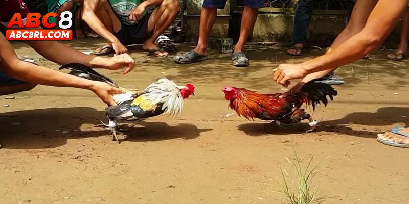 Giới thiệu đôi điều về đá gà cựa sắt tại ABC8 Giới thiệu đôi điều về đá gà cựa sắt tại ABC8