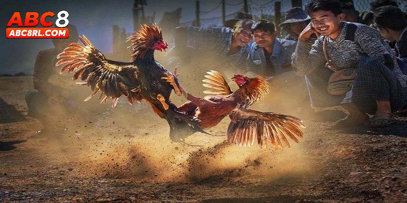 Những hình thức đá gà ABC8 đặc sắc Những hình thức đá gà ABC8 đặc sắc