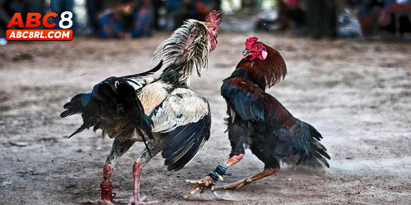 Những hình thức đá gà C1 hấp dẫn tại ABC8 Những hình thức đá gà C1 hấp dẫn tại ABC8