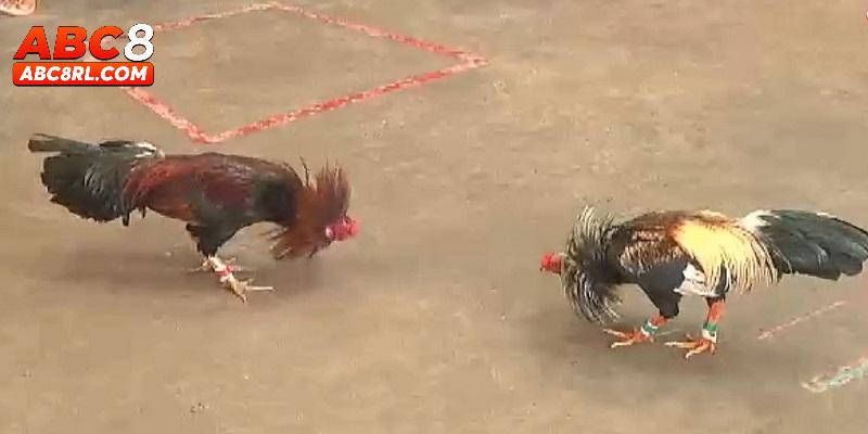 Ưu điểm mà đá gà cựa sắt mang lại cho hội viên ABC8 Ưu điểm mà đá gà cựa sắt mang lại cho hội viên ABC8